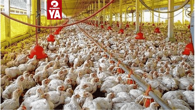Estados Unidos detecta casos de gripe aviar H7N9 en granja de pollos en Mississippi - Imagen
