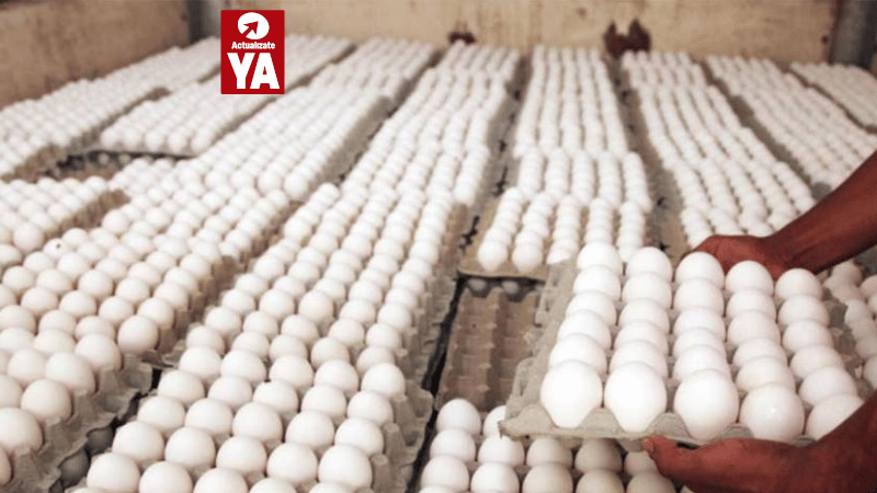 Asociación Dominicana de Avicultura asegura que no hay escasez de huevos en el país - Imagen